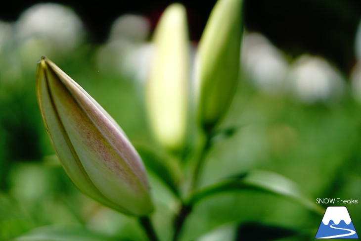 北海道最大級、213万輪のゆりの花！『オーンズ春香山ゆり園』